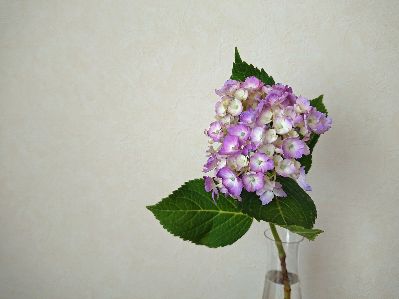 紫陽花 6月14日の誕生花 花言葉は 移り気 紫陽花が街並みを飾る季節になりましたね 梅雨は目の前 しとしと雨に打たれる紫陽花も楽しみです ほめられギフト帳 こうのひろこ Note