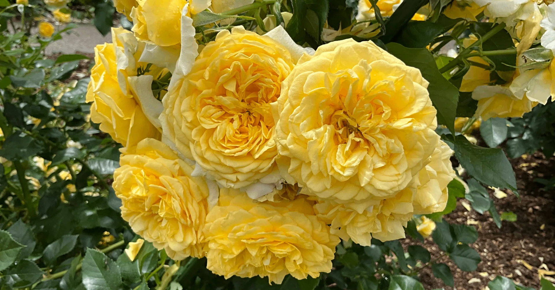 ポラリスアルファ（京都府立植物園）：2026年5月23日（土）｜藤井秀昭