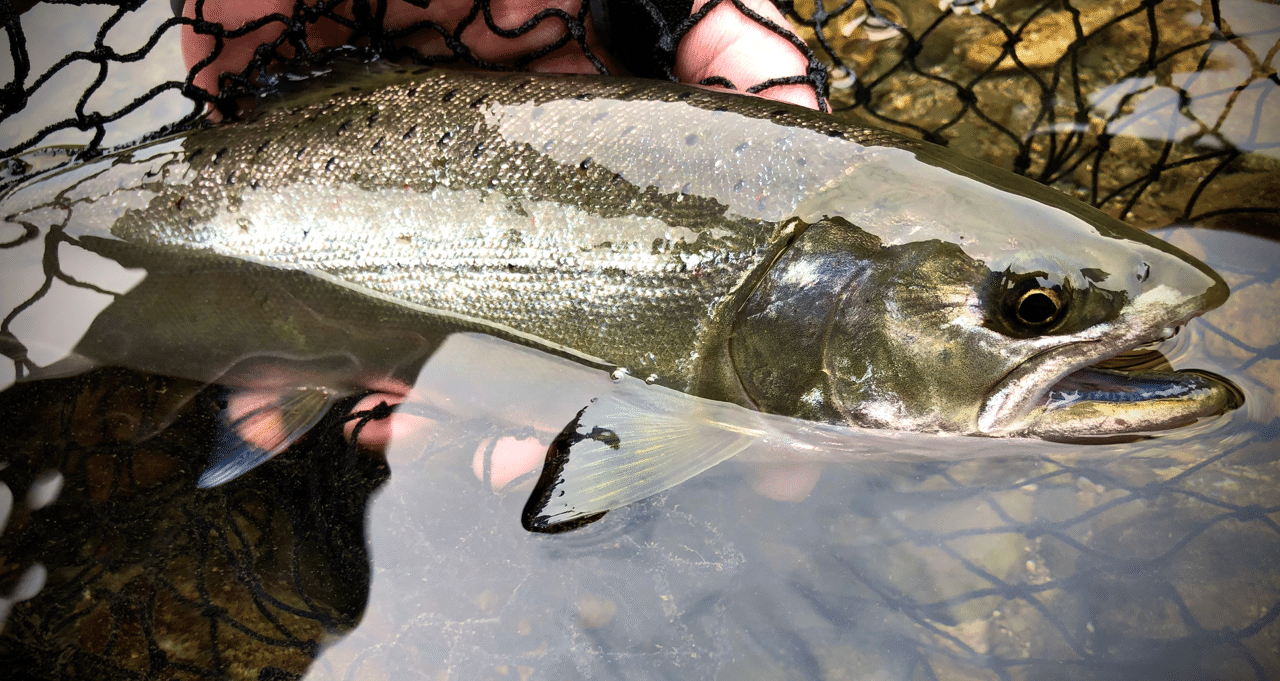 サツキマスに挑む In錦川 人生釣り三昧 3 かずおか Note