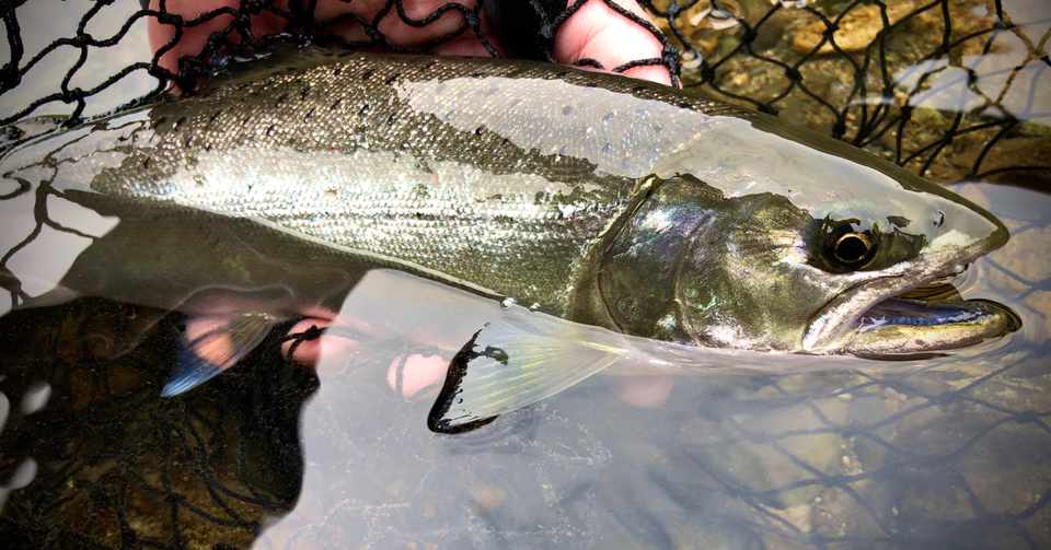 人生釣り三昧 3 幻の魚 サツキマスに挑む In錦川 かずおか Note