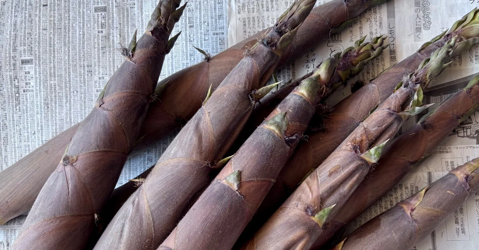 淡竹（はちく）の季節｜マダムkei 熊倉恵子