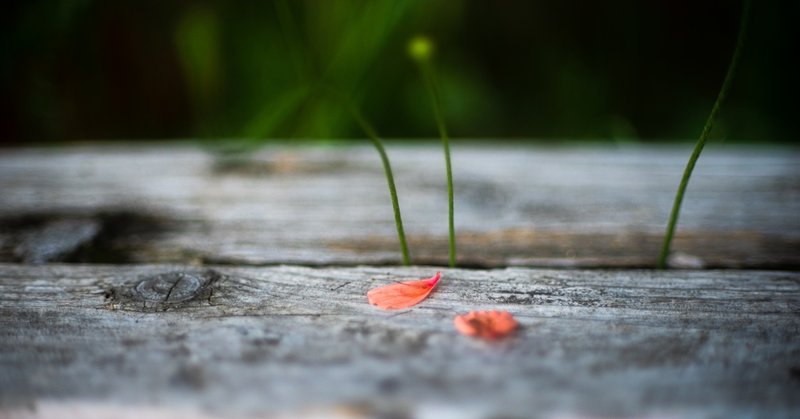 愛用レンズの紹介【PENTAX DA*55ｍｍ F1.4】作例18枚