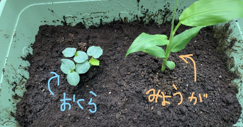 おくらとみょうが の新着タグ記事一覧 Note つくる つながる とどける おくらとみょうが の新着タグ記事一覧 Note つくる つながる とどける