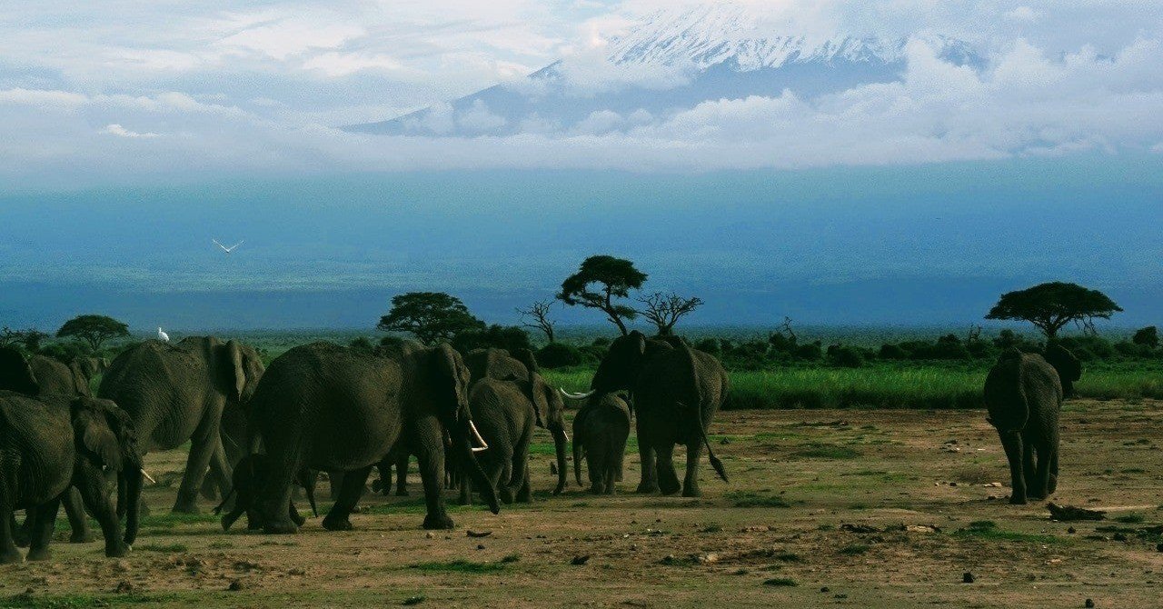 世界一 強い 動物 世界旅行 Note