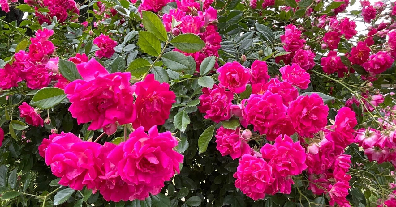 スーパー・エクセルサ（京都府立植物園）：2026年5月23日（土）｜藤井