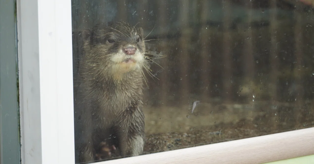 新江ノ島水族館 2026年4月15日｜ウソソ（カワウソファンの園館ノート）