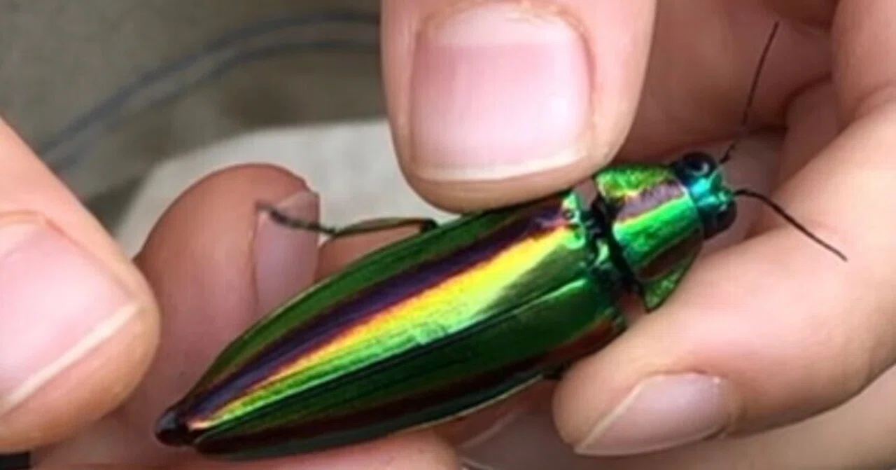 ブラジル産　ナンベイムカシタマムシ　23mm クロモンベニオウサマムカシタマムシ (Calodema plebeia) - Picture Insect