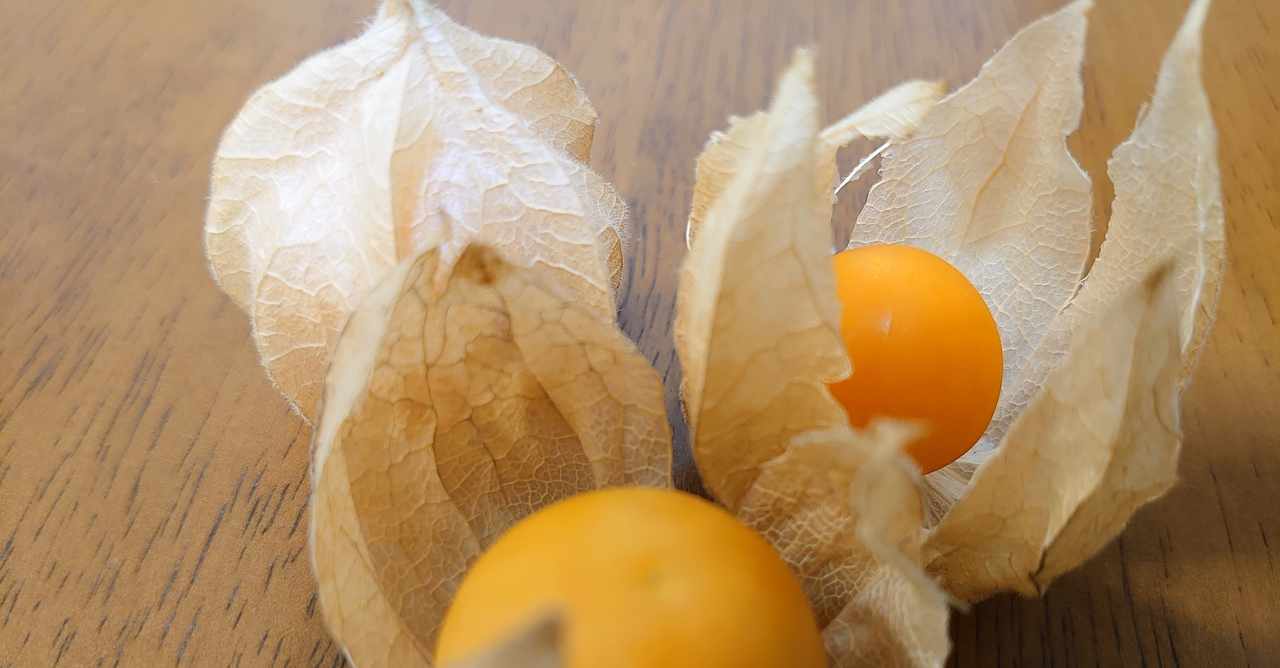 食用ほおずき の新着タグ記事一覧 Note つくる つながる とどける