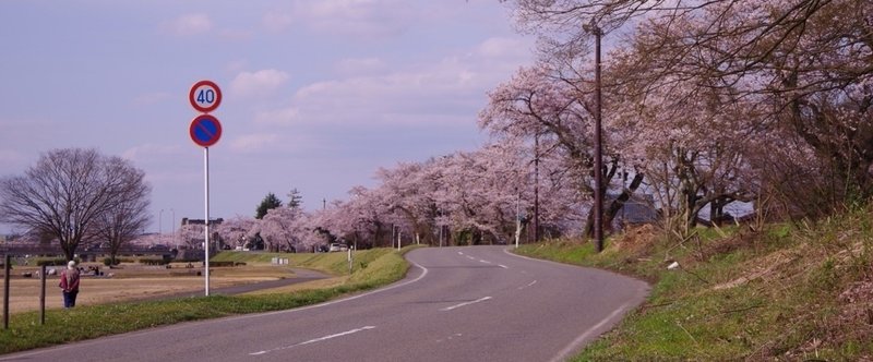 儚さの中の美しさ。