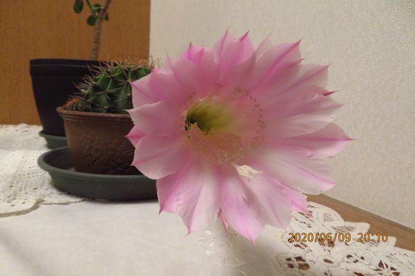 夜に咲く花 の新着タグ記事一覧 Note つくる つながる とどける