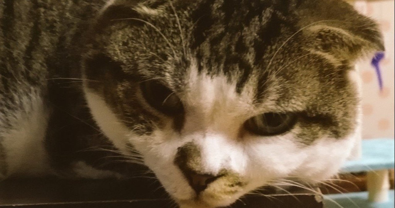 映画 砂上の法廷 ネタバレあり とっても猫 Note