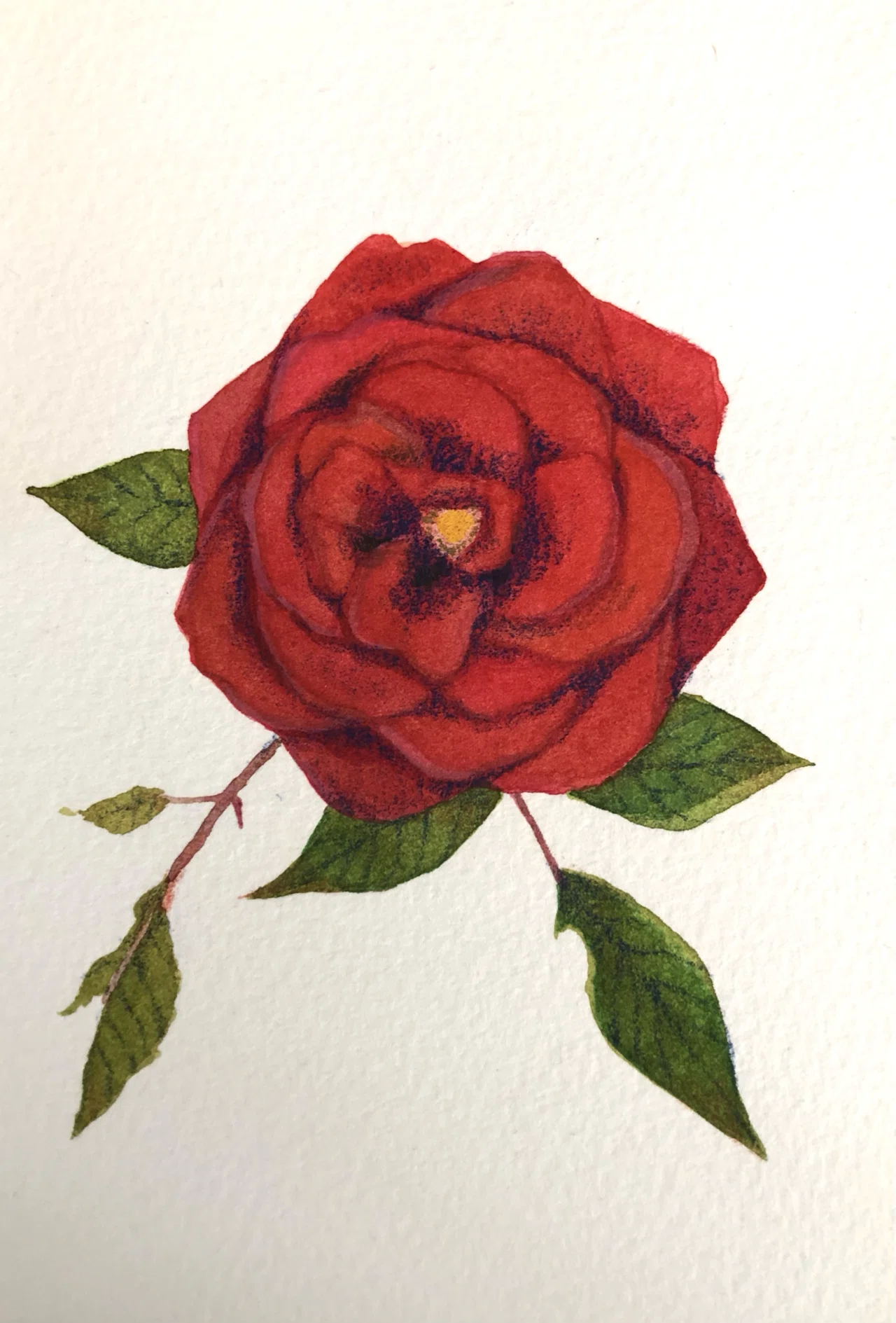 庭の薔薇｜泱