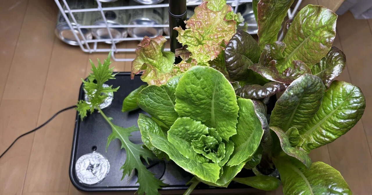 水耕栽培の水菜vsレタスはどちらが強いか観察しました｜すだじい