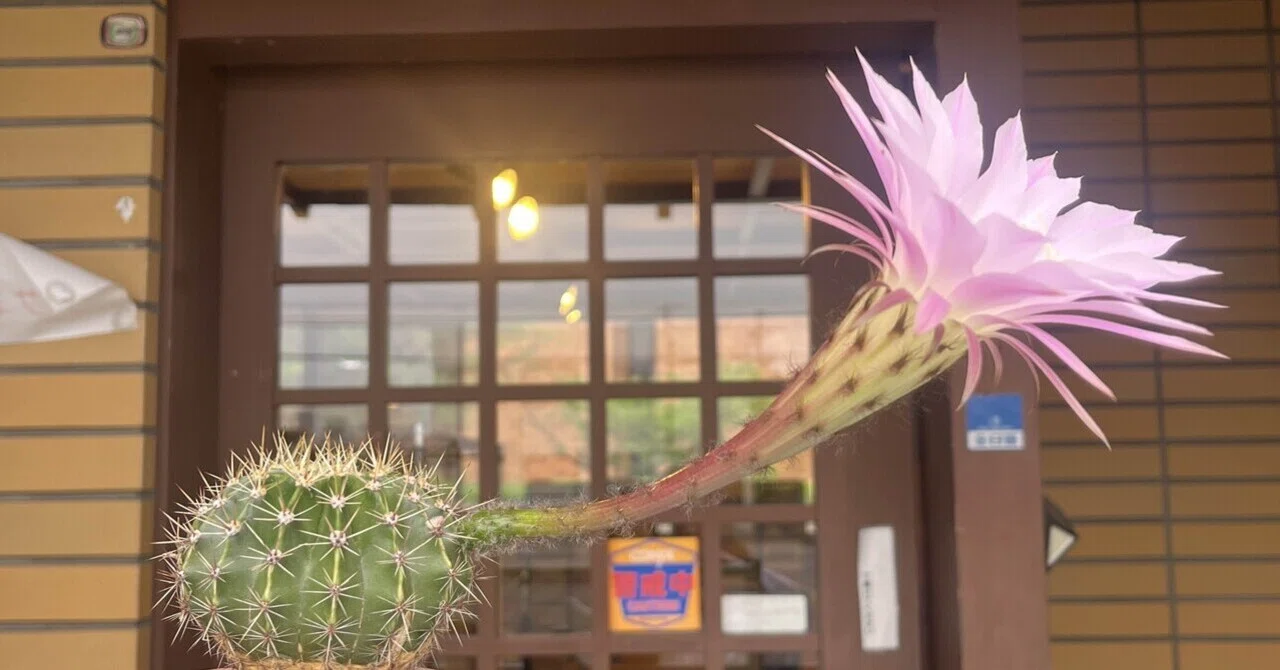 サボテンがピンクの花をつけたよ｜日進市にぎわい交流館