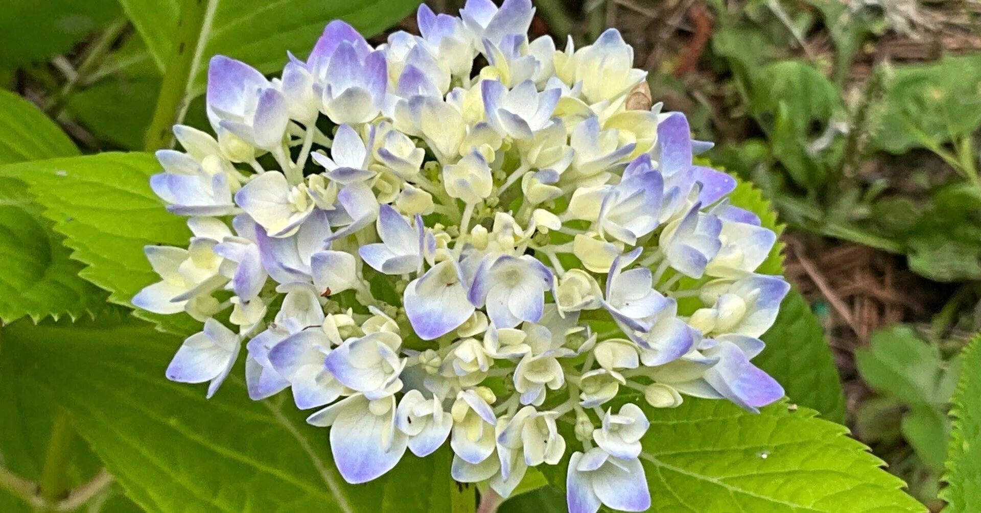 四季咲きアジサイ（京都府立植物園）：2026年5月23日（土）｜藤井秀昭