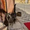 ひつじねこ。