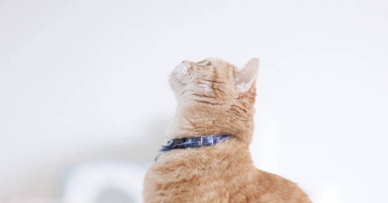 猫田 姿勢改善中】｜猫写真家 猫田晃広（Akihiro Nekota）
