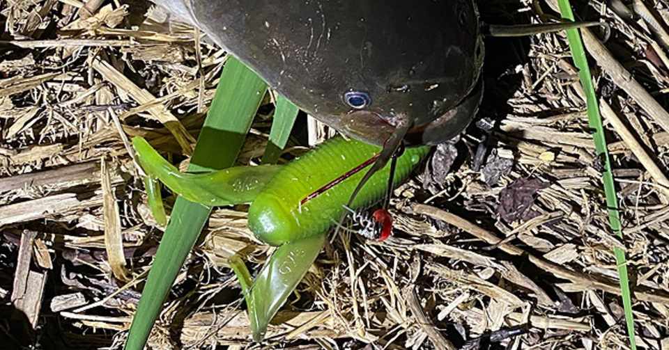 ワームでナマズ フィッシングスクエア営業日誌 ユースケ Note