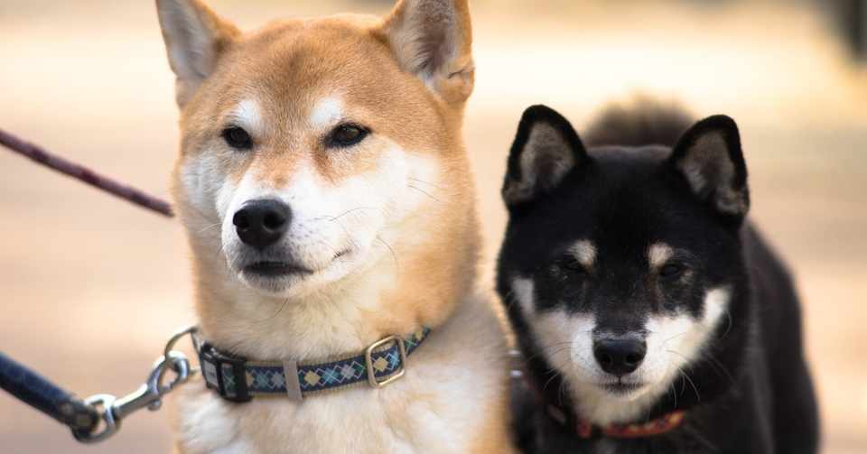 犬の名前にはおしゃれなドイツ語でつけてみよう 人気の名前12選