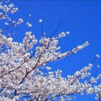 さんぶれら