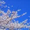 さんぶれら