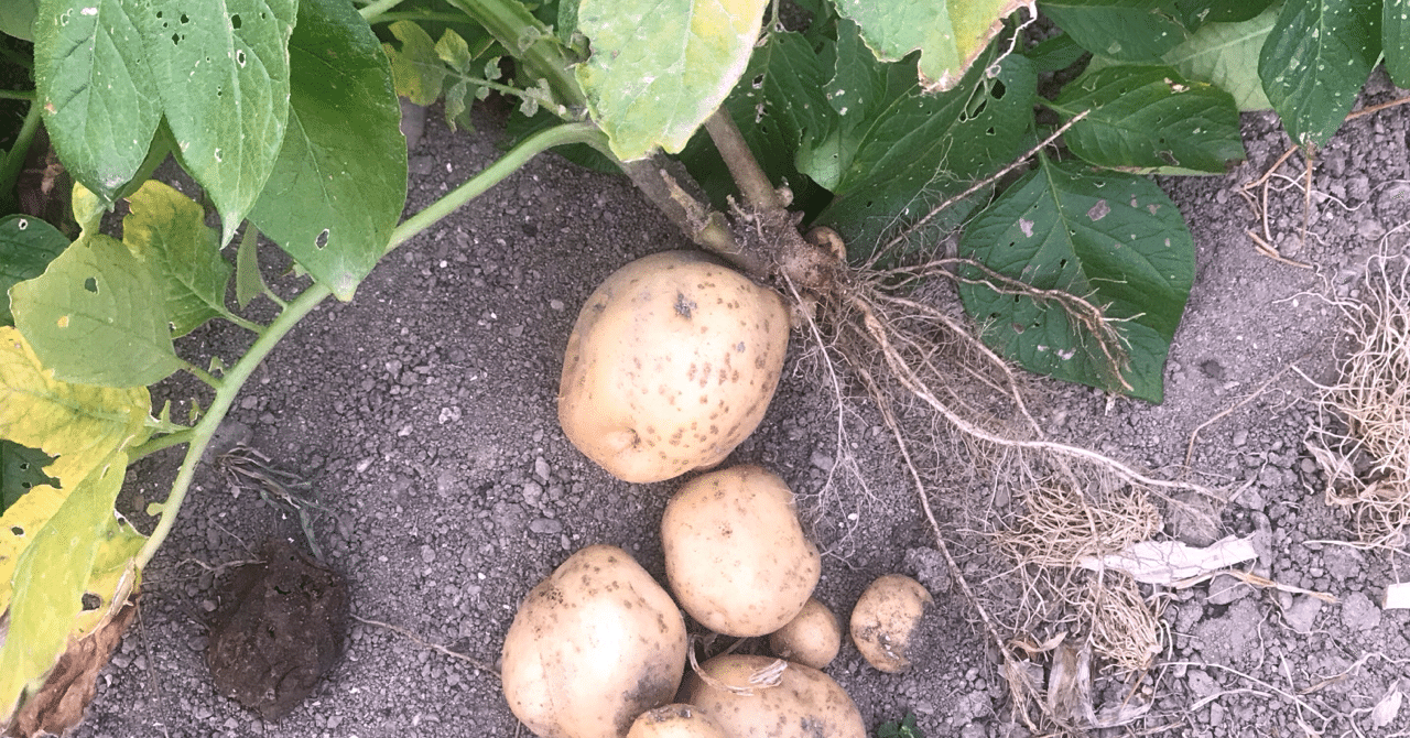 じゃがいもを収穫しました その他の野菜とお料理 Soundsurfer サウ Note じゃがいもを収穫しました その他の野菜とお料理 Soundsurfer サウ Note