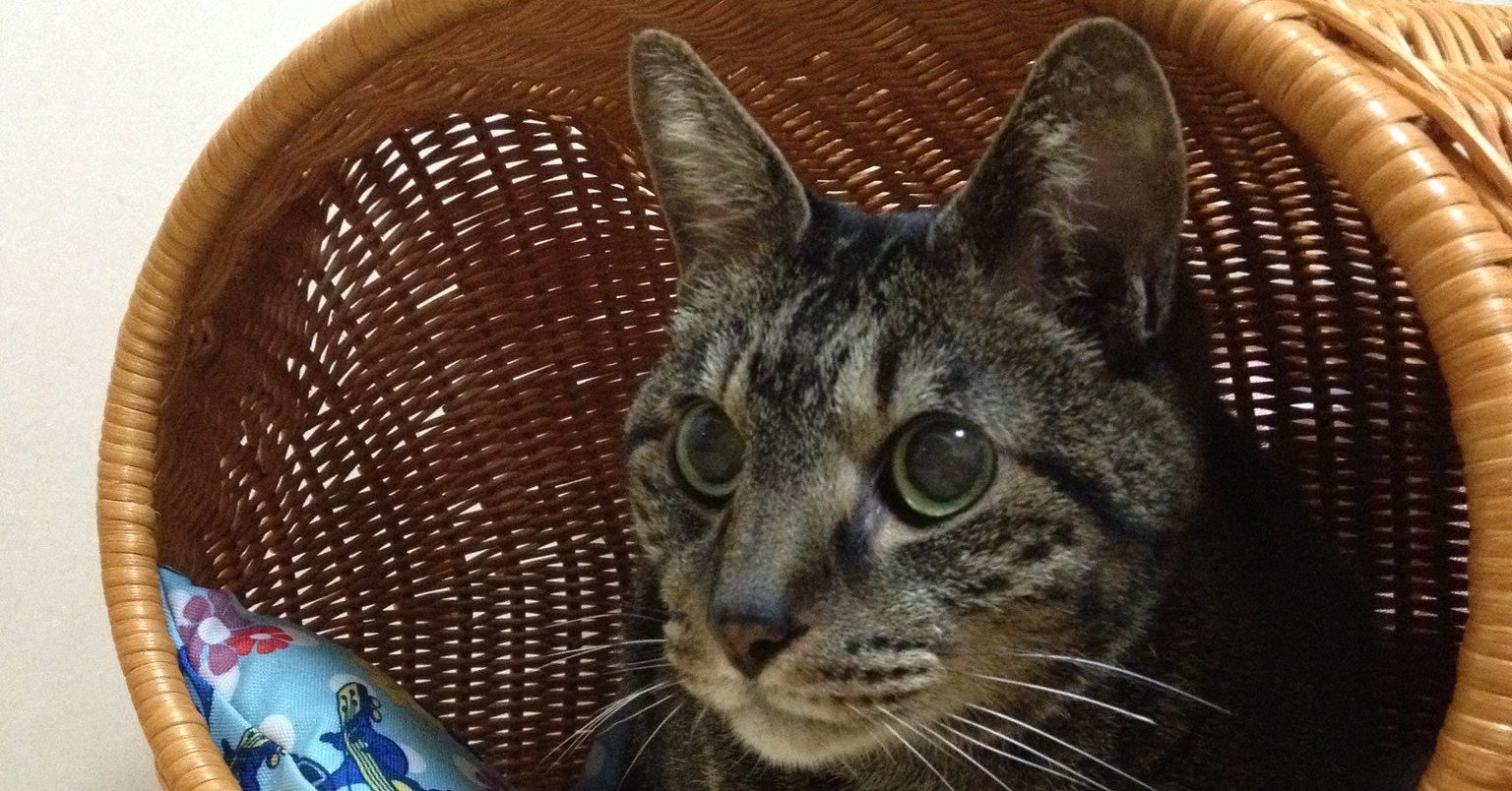 長男猫の事 桜 Note