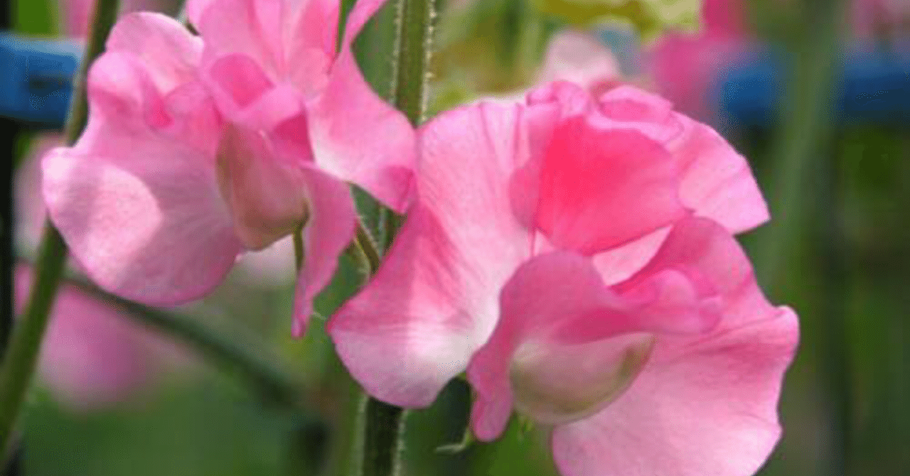 6 9 誕生花 スイートピー 61ページ シンちゃん Note 6 9 誕生花 スイートピー 61ページ シンちゃん Note