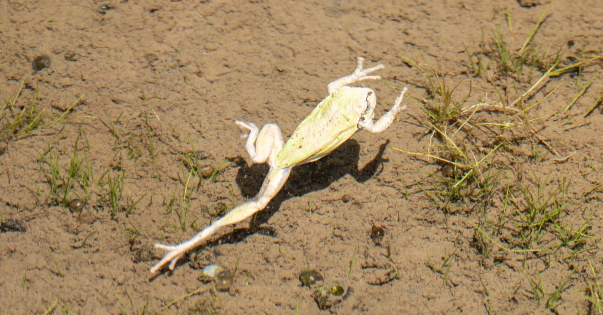 体感型カエル館 KawaZooに行ってきた話｜飯能高等学校 探究部