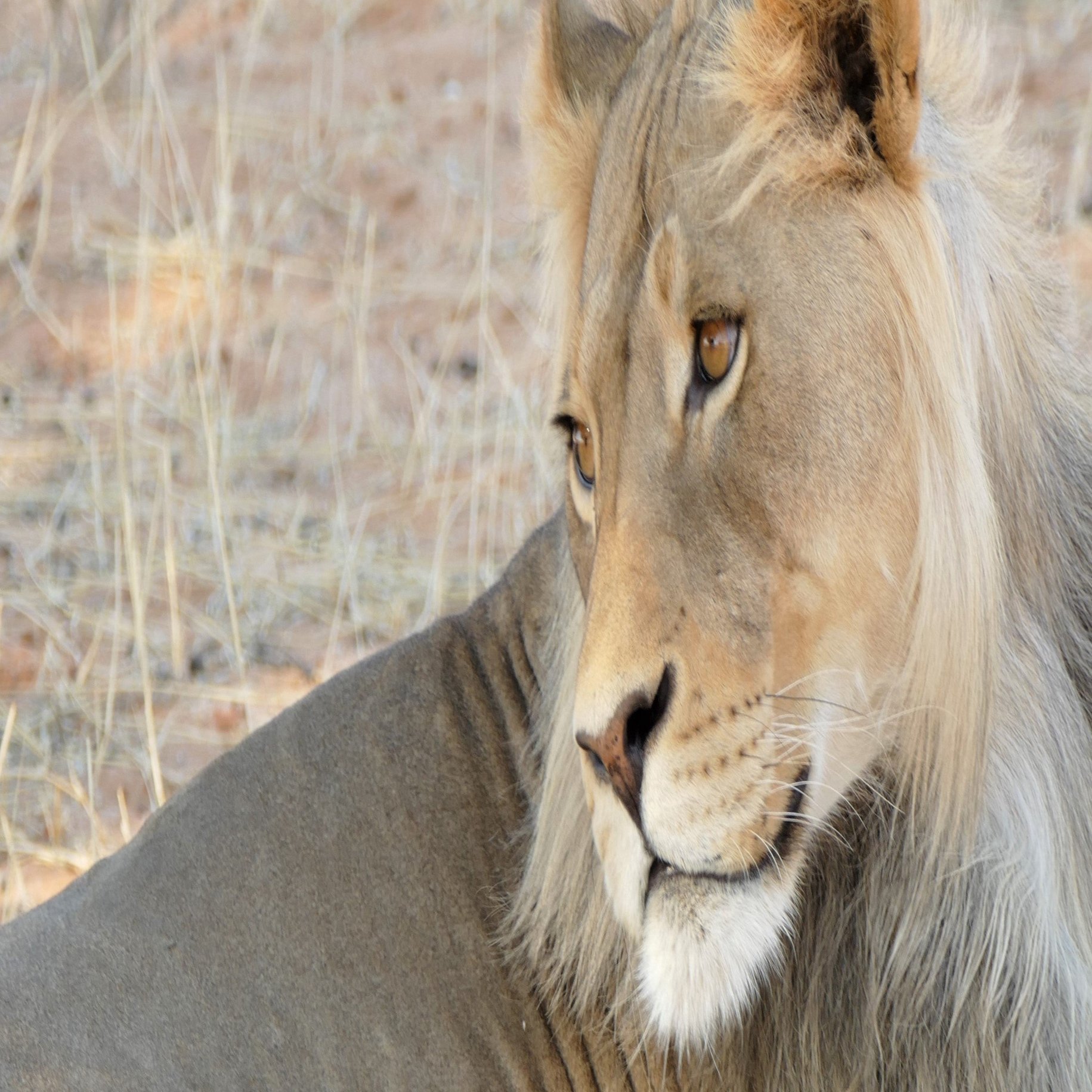 夢儚散文 (傍嶋飛龍短編小説集)＃創作大賞2025 ＃ファンタジー小説部門 応募作品｜夢儚散文【掌編\u0026短編小説】, image size:2000x1047