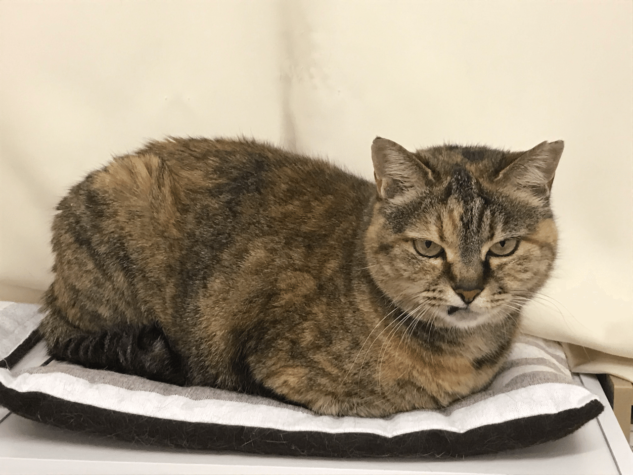 石松チェアへの道 保護ねこカフェおむすび Note 石松チェアへの道 保護ねこカフェおむすび Note