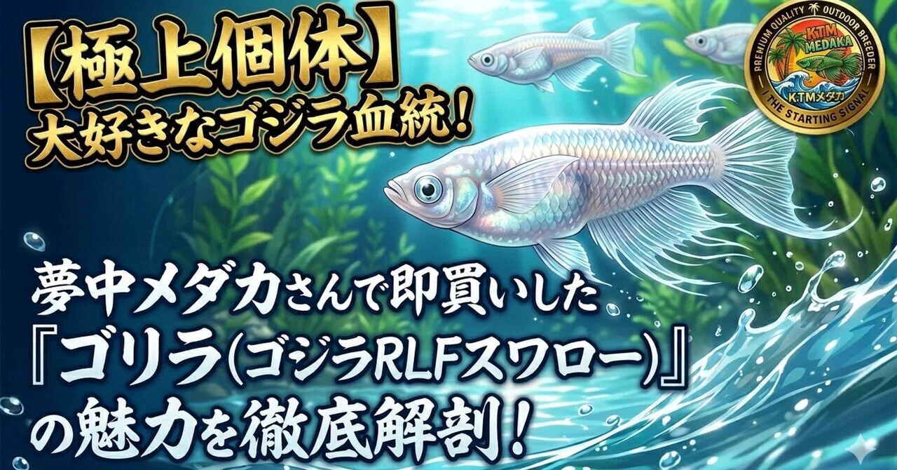 極上個体】大好きなゴジラ血統！夢中メダカさんで即買いした『ゴリラ 