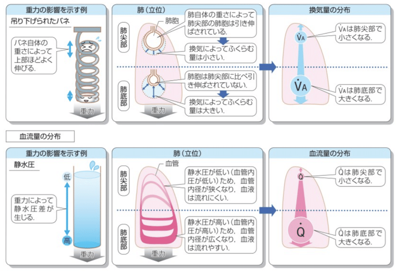 換気血流比って何?|あんどぅnote 換気血流比って何?|あんどぅnote