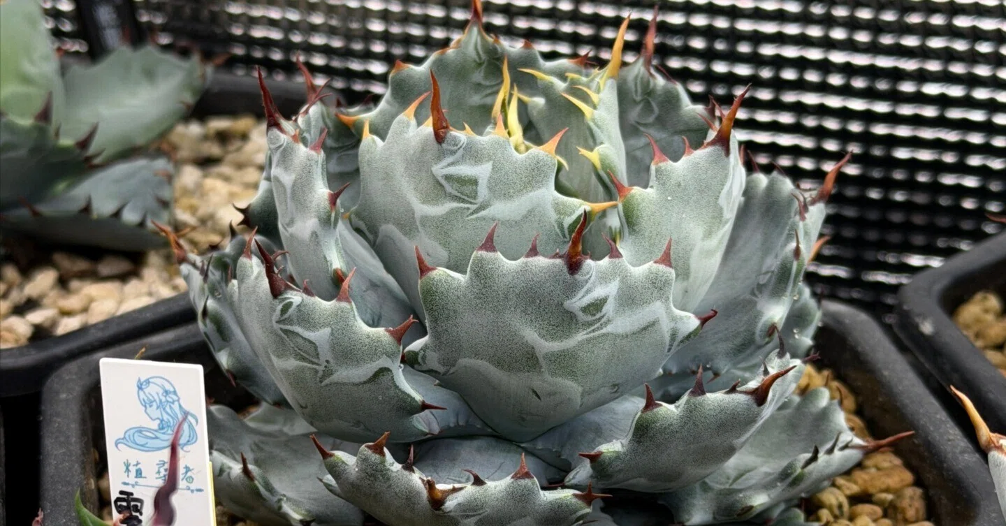アガベはいつも、話している。｜54Plants