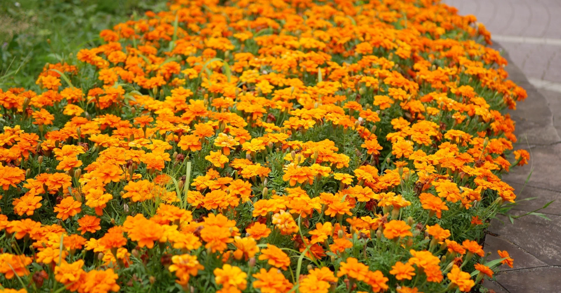 Marigold is interesting! The 5.23 Ota Ward 2nd Anniversary