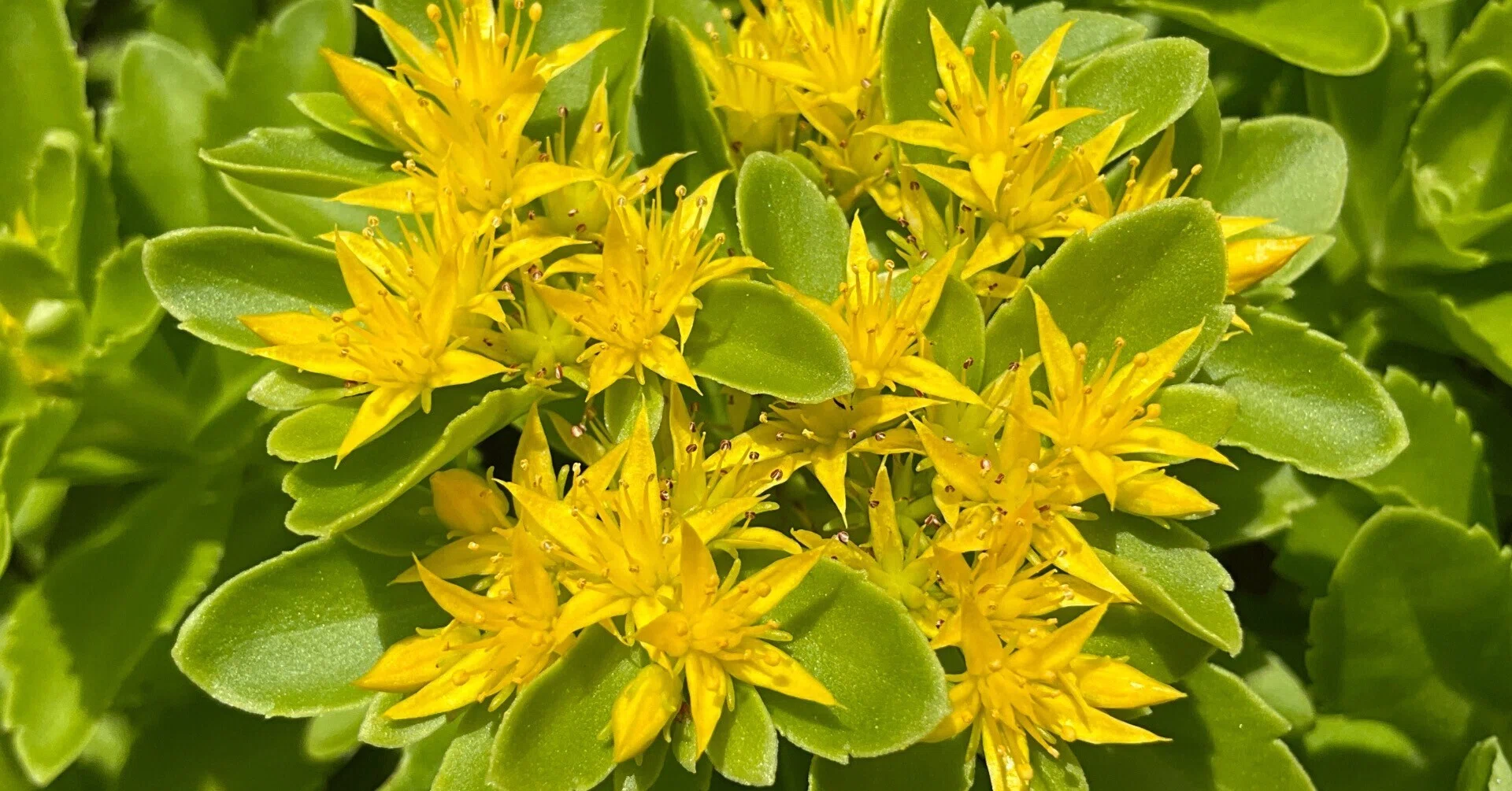 キリンソウ キリンソウ（京都府立植物園）：2026年5月25日（月）｜藤井秀昭