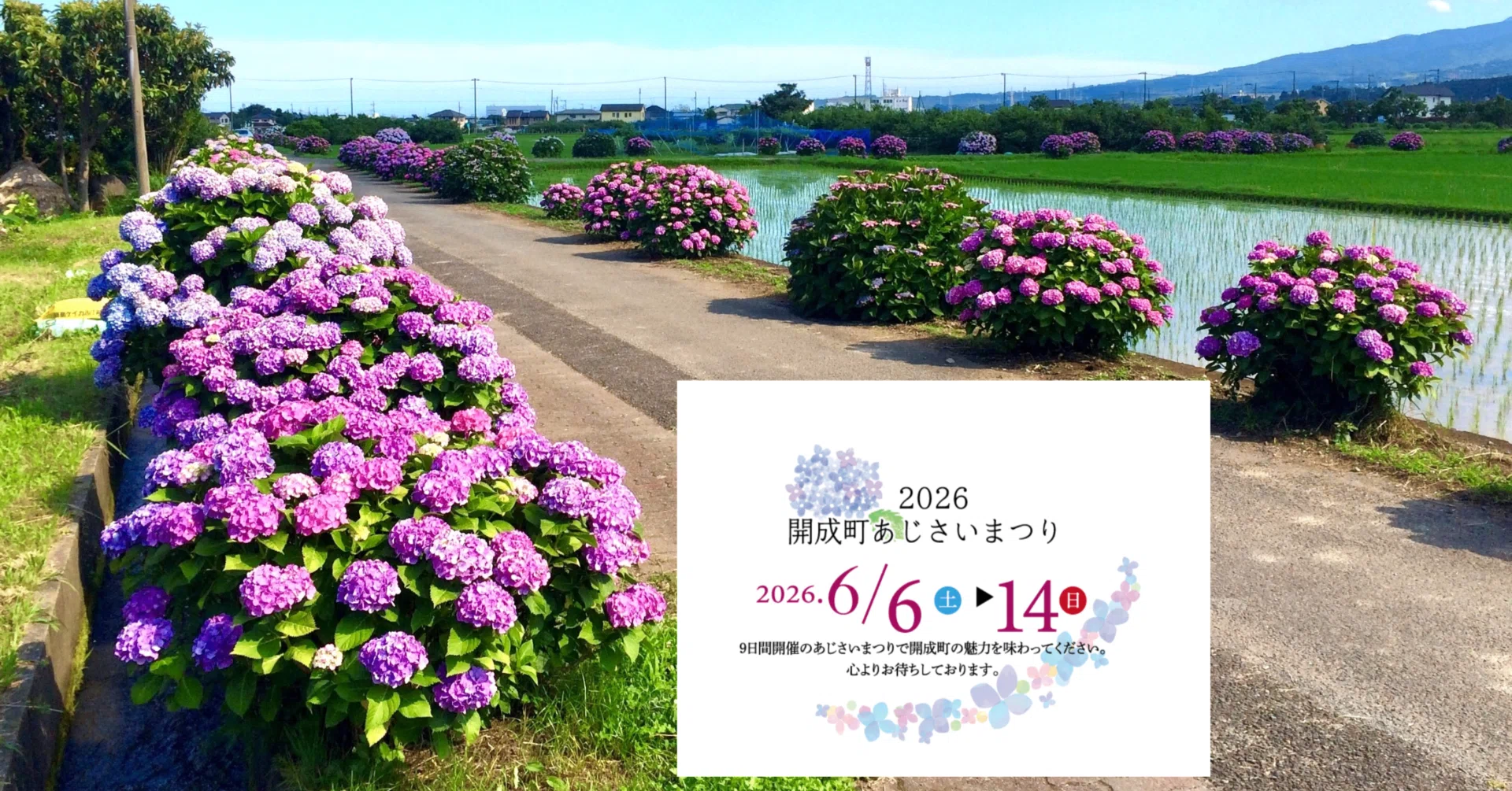 2026/5/24 第39回開成町あじさいまつり 6/6(土)～開催!!! 【注目