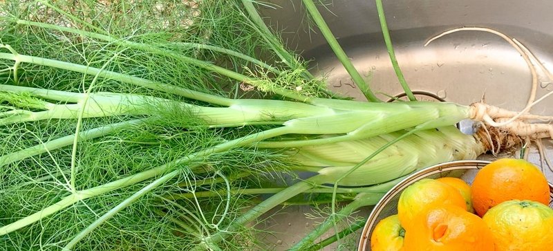 Edible Garden 庭を食す フェンネル編 ニシヤマミュ Note