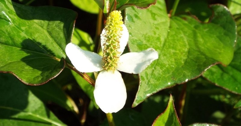 庭の雑草が万能薬に ウイルス抑制 化粧水 入浴剤 など ドクダミ オオニシマコト Note
