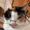 猫好き