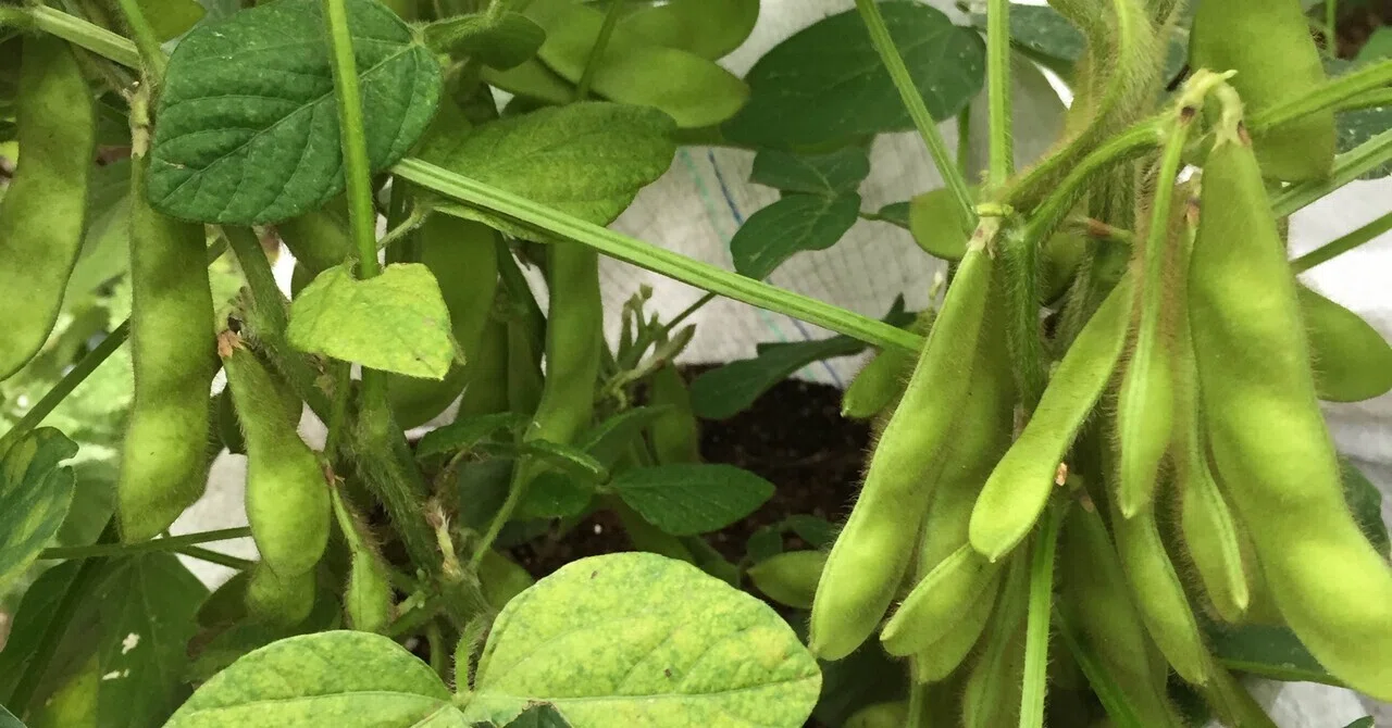 エダマメの追肥に葉面散布｜プランター菜園