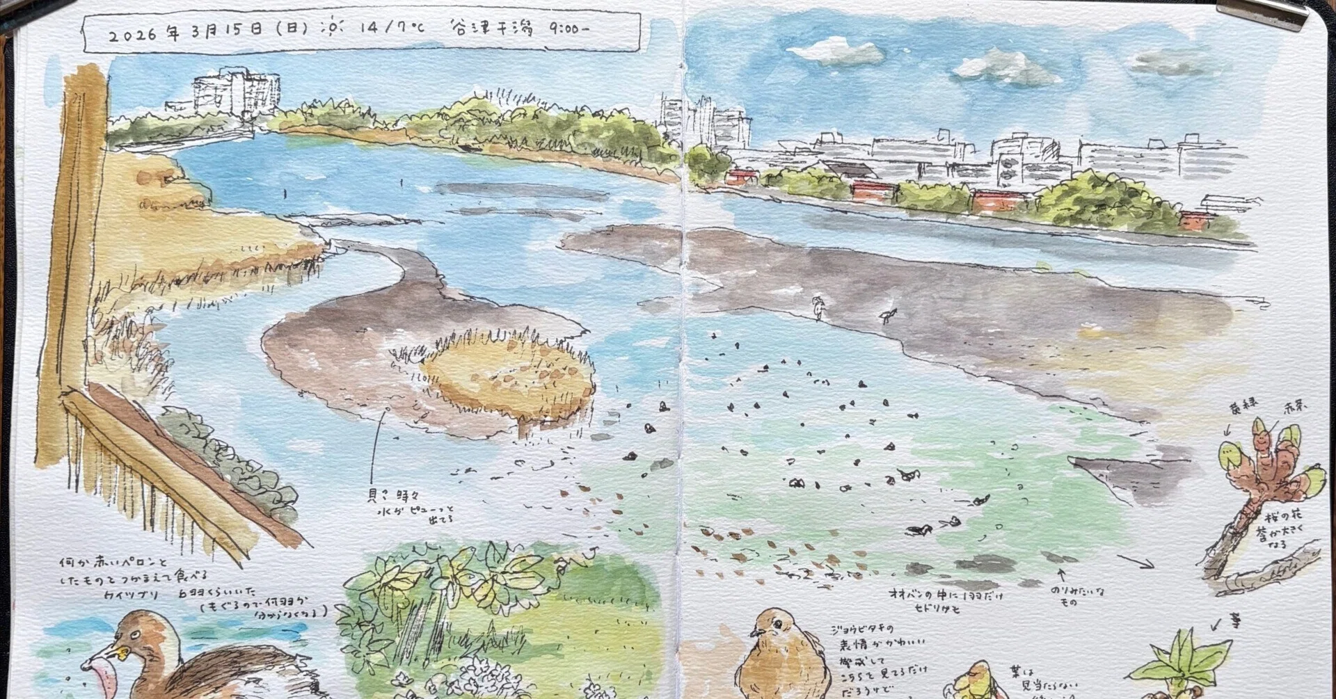 野鳥観察】谷津干潟とふなばし三番瀬海浜公園｜kuniko