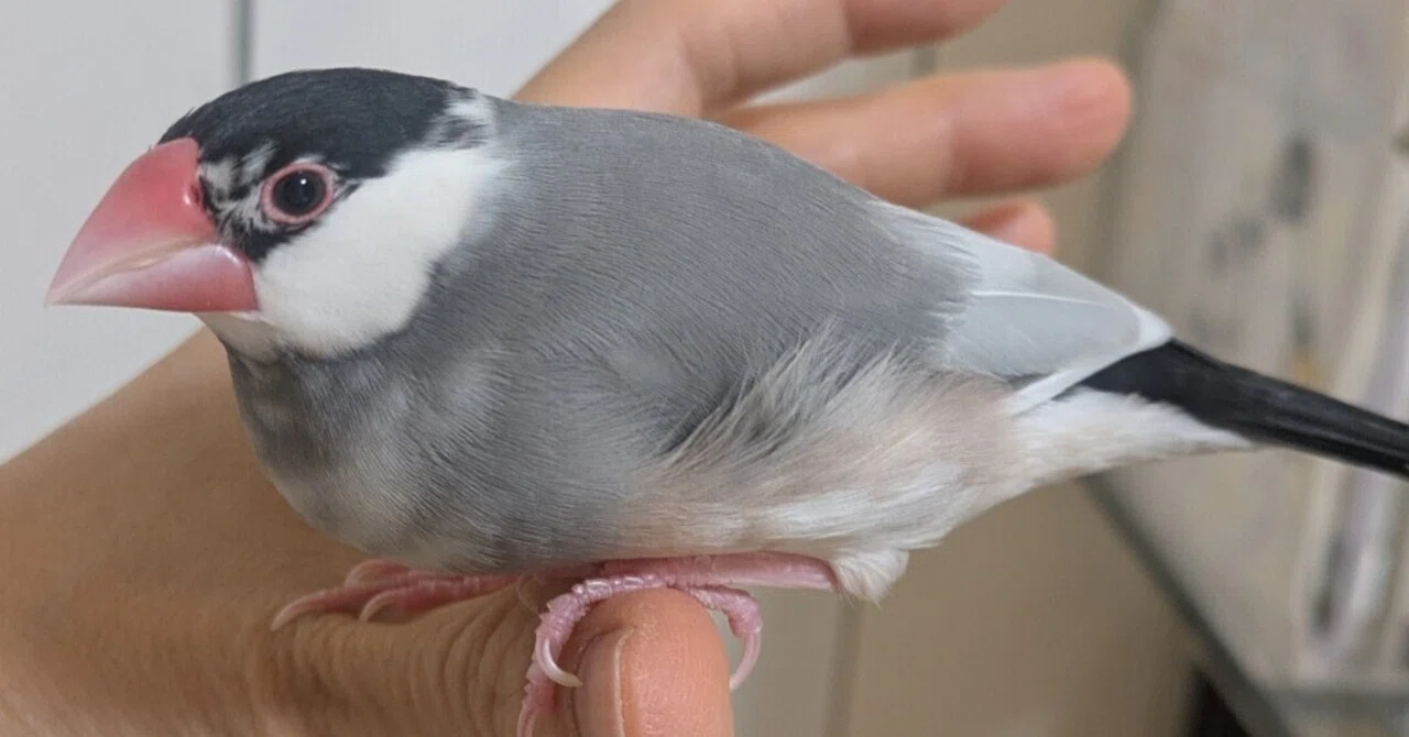 鳥の生態から学ぶ恋愛術！？強引な展開が癖になる名著『もしも鳥と話せ