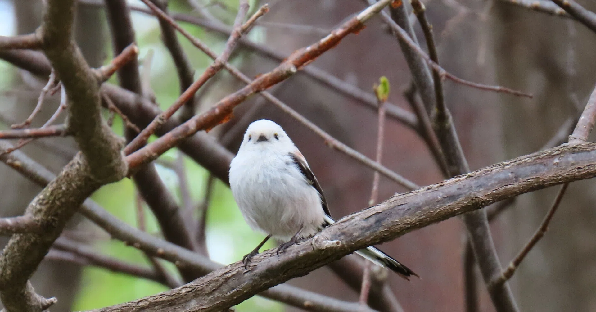 春の初めから中旬までに出会った鳥たち…｜ネリ