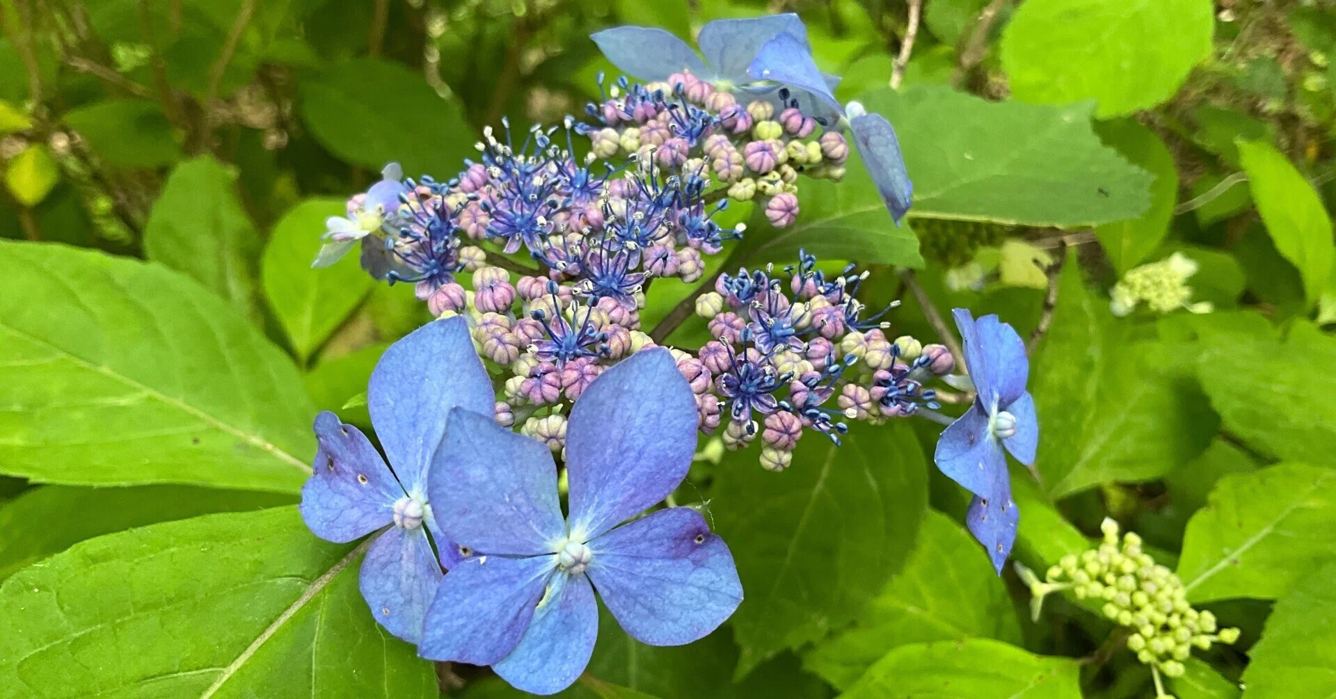 Kurohime Mountain Hydrangea (Kyoto Botanical Gardens): May 24
