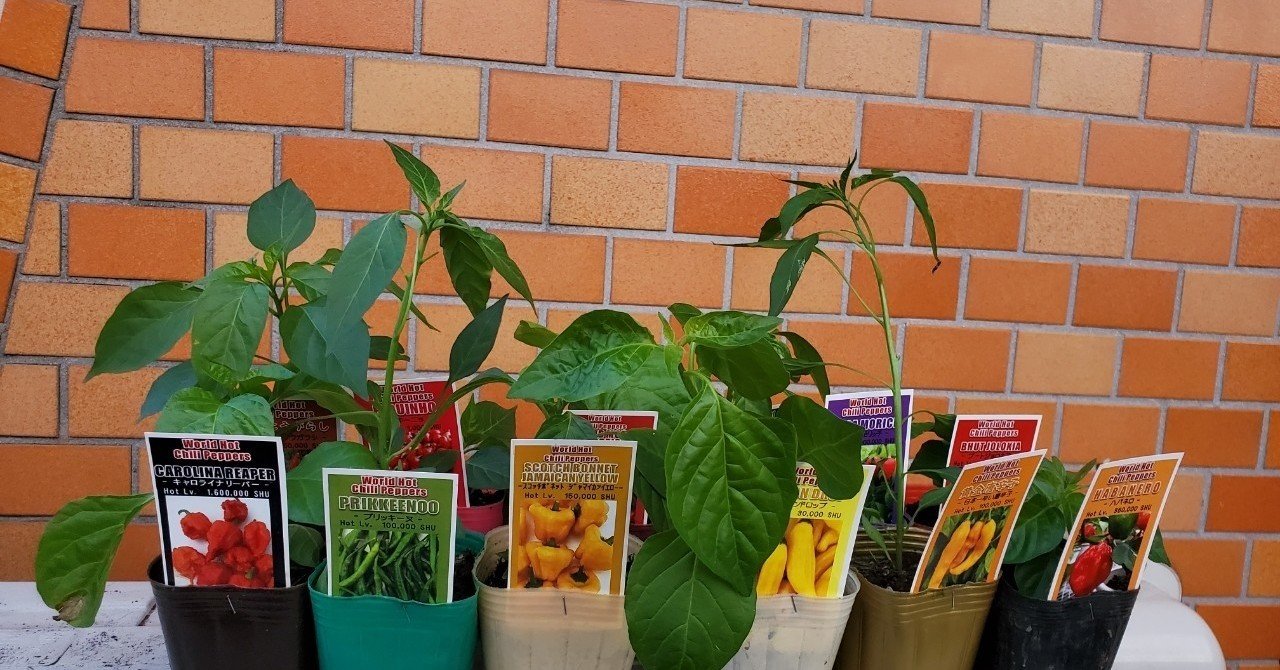 現在育てている唐辛子12種類と辛さランキング あめ Note