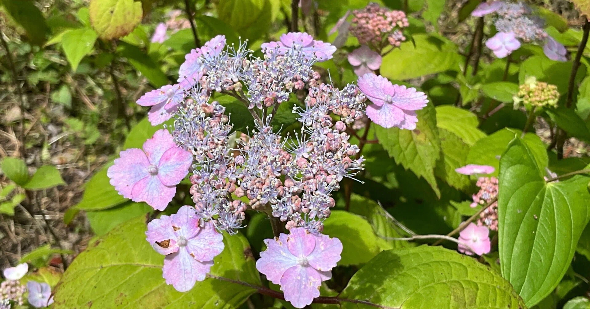 Tango Nadeshiko Mountain Hydrangea (Kyoto Botanical Gardens): May