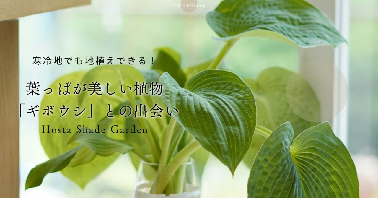 斑入りギボウシとヤブランを庭に植えた｜日陰でも絵になる植物｜あや 