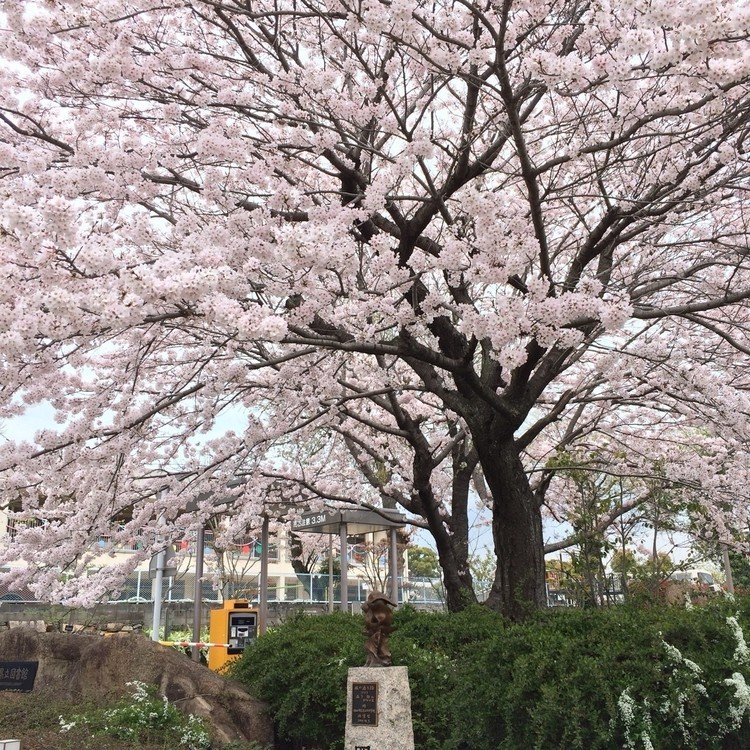 岡山県立図書館前の桜
