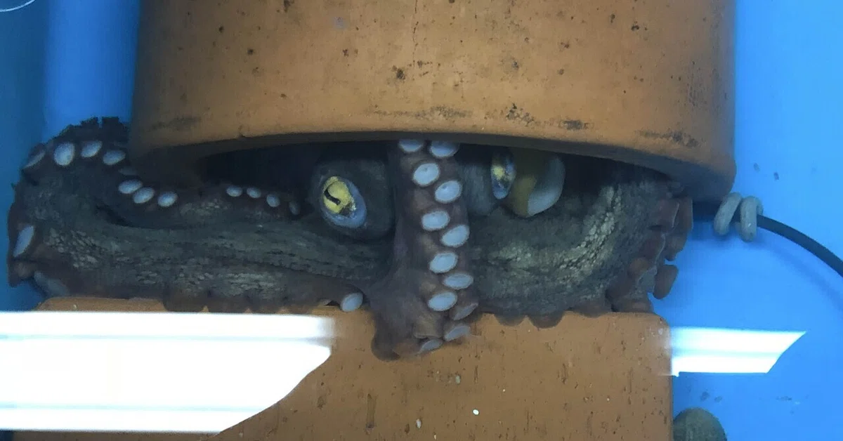 čŚĺşăçťĺ